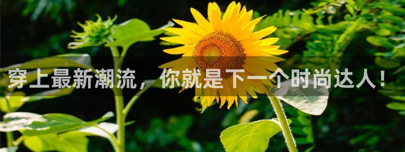 谈球吧在线观看